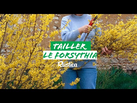 comment soigner un jasmin d'interieur