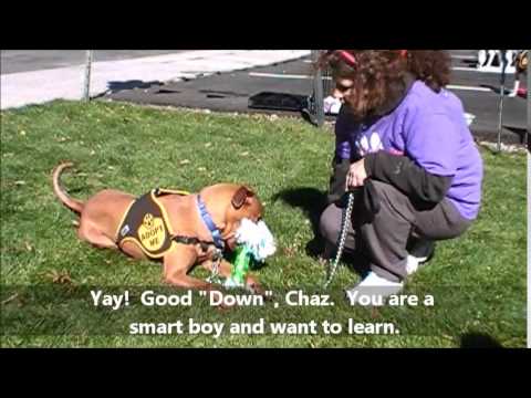 Chaz, an adopted Vizsla & Labrador Retriever Mix in Linden, NJ_image-1