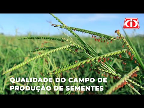 Qualidade do Campo de Produção de Sementes