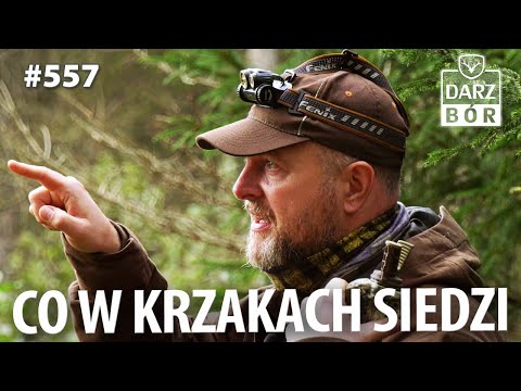 Darz Bór odc. 557 Dziki, jelenie i sarny