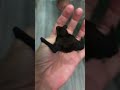 I Save This Little Bat From Being Hit By A Car Shorts Youtubeshort Bat