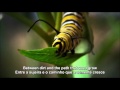 John Frusciante - In Your Eyes Legendado Eng/PT