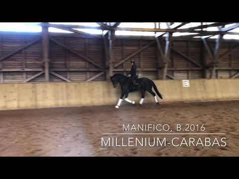 MANIFICO, stallion b. 2016
