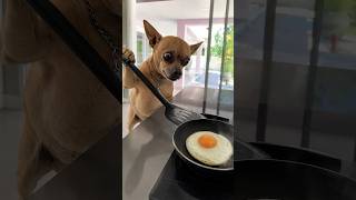 O FILHO X A MÃE FRITANDO OVO