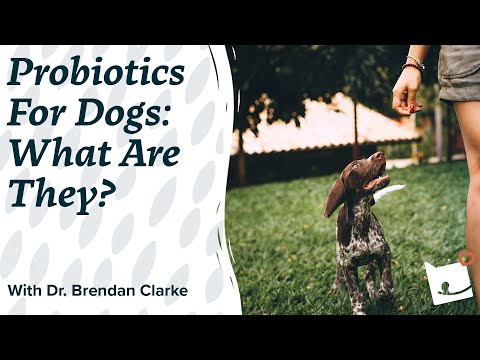 Probiotics for Dogs What Are They? & The Benefits