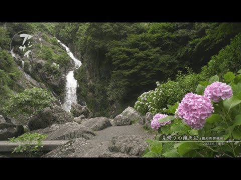 【佐賀県唐津市の風景：4K映像】見帰りの滝周辺[相知町伊岐佐](令和5年6月5日撮影）