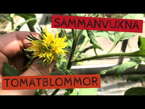 Sammanvuxna TOMATBLOMMOR - TA BORT för sammanvuxna blommor på plantor av sorten BIFFTOMAT.
