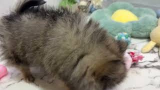 ポメラニアンの動画01