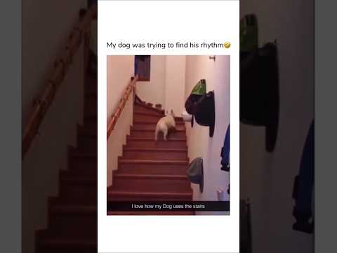 #funny #dogs #pet #dogscats#dogshorts #dog#doglover#doglife