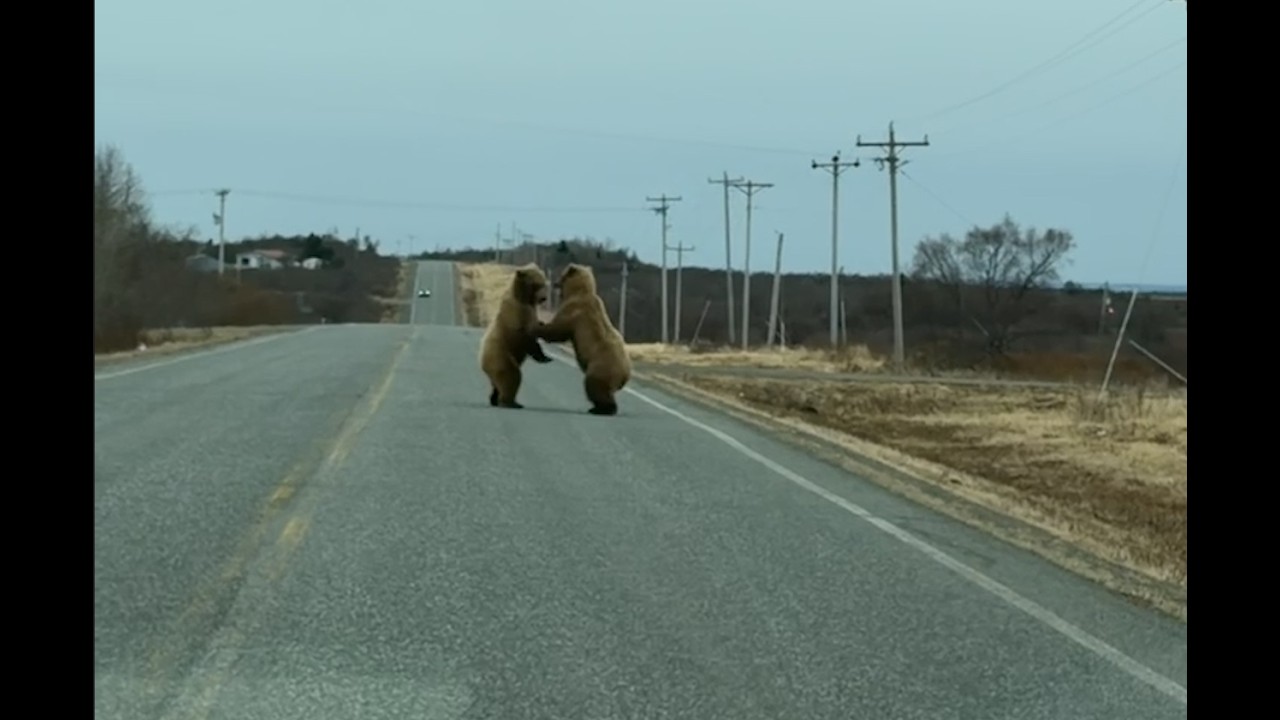 Two Bears Playfully Wrestle On Alaska Peninsula Highway || ViralHog