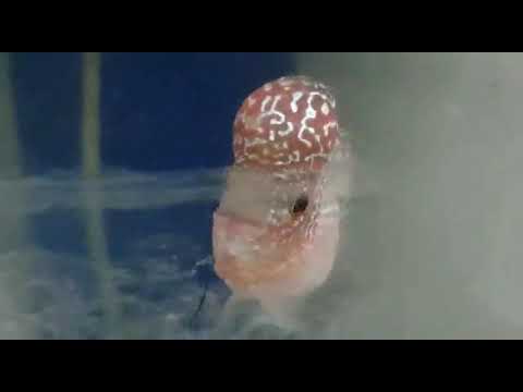 #KML FULL PEARLS IMPORTED #FLOWERHORN #SALE PLEASE CALL +91 7200707717 & +91 8695707717