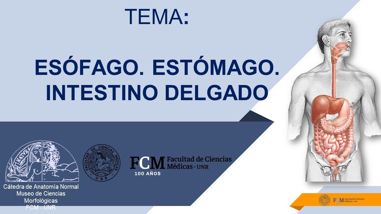 Aparato digestivo. Esófago  Estómago  Intestino delgado