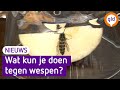 Zó voorkom je overlast van wespen