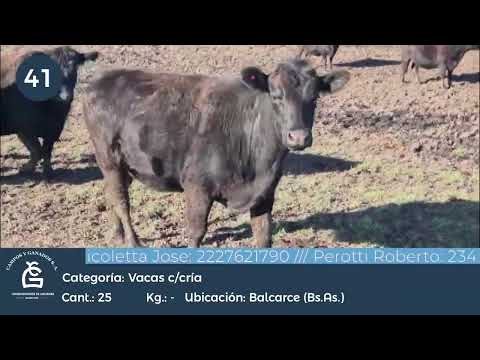 Lote Vc C/ Cría - Balcarce Bs As