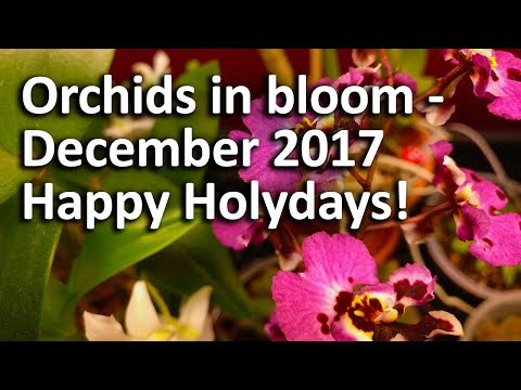 Orchids in bloom - December 2017, and Happy Holydays