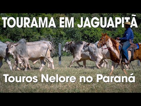 TOURAMA NELORE PO EM JAGUAPITÃ NO PARANÁ