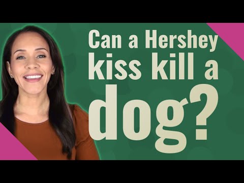 Can a Hershey kiss kill a dog?