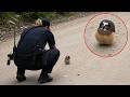 Try Not To DIE LAUGHING At These Funniest ANIMAL Encounters With Cops