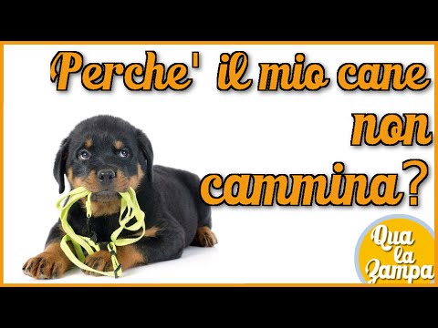 A Un Cucciolo Spesso Striscia Trattamento Di Verme Bianco