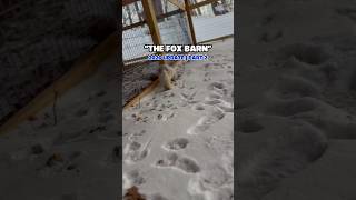 🦊 A 7,000 sq ft build tailor-made for our rescued foxes | The Fox Barn