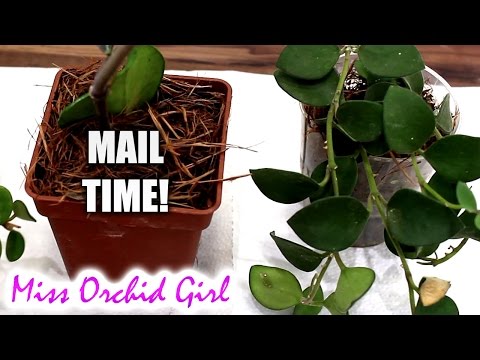 Mail time! Orchids, plants and letters from you!