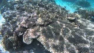 2015-07-07 Snorkelling, Angel island, off Labuan Bajo