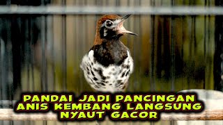 Download lagu ANIS KEMBANG GACOR NGEPLONG PANDAI JADI PANCINGAN ANIS KEMBANG BIAR BUNYI, CAPTIAO 4 mp3