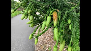 Cook Pine - Araucaria columnaris