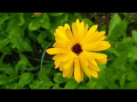 Bi i ringblommor - Ockelbo Bi