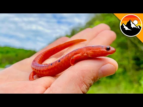 Salamander Scavenger Hunt! - How Many Will We Find?!