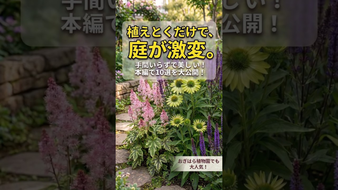 【植えっぱなしでOK】庭が激変する最強の宿根草３選