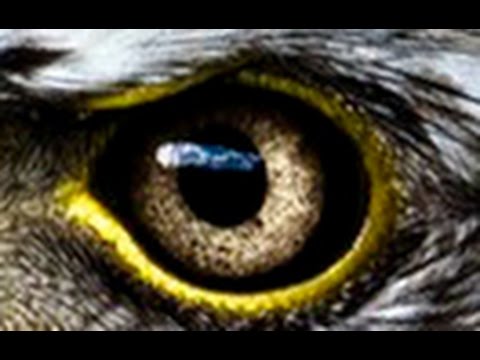 Amazing Evolution of Eyes(Nature Documentary)HD