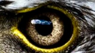 Amazing Evolution of Eyes(Nature Documentary)HD