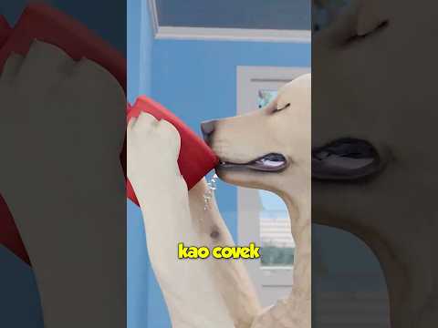 Kako Psi Piju Vodu🤔