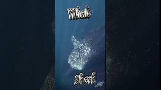 🐋🦈 Diving with Whale Sharks 🤿 #Shorts #wildlife