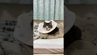 新作エリザベスカラー！似合うかな？