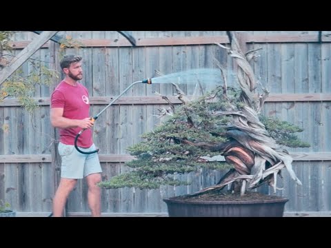 Leaving a Legacy | The Story of the Tatsumaki Bonsai