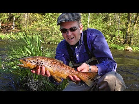 A Golden Trout