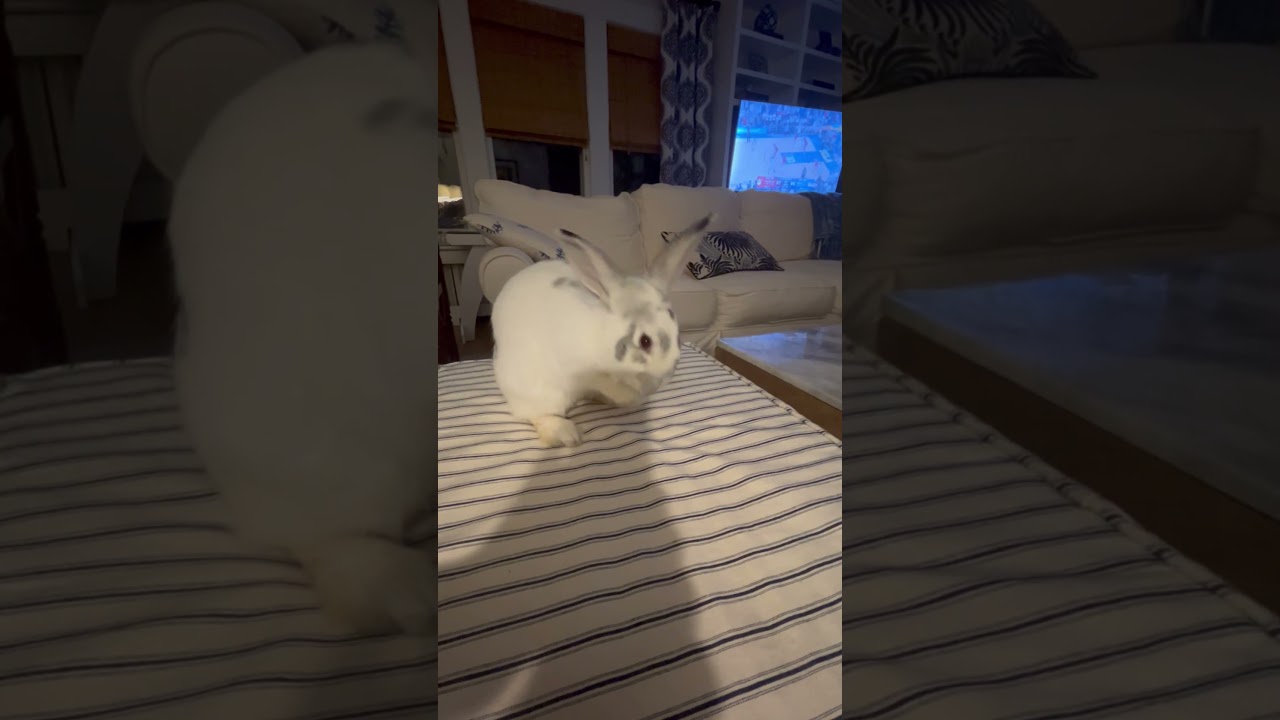 Walter and Ruth - exceptionally sweet bonded pair, a Adoptable New Zealand in Charlotte, NC video 3/6