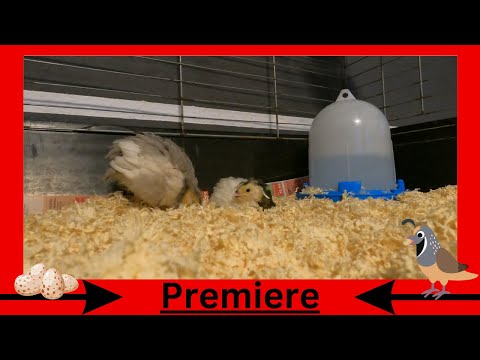 Das neue zu Hause für meine Federfreunde...