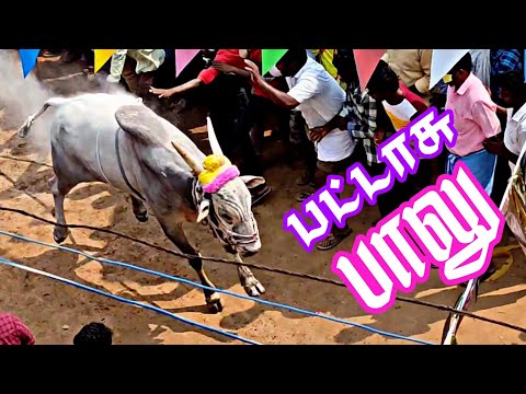 Mr_Aruvi | பட்டாசு பாலு | பெரும் பொங்கல் | மூலக்காடு