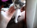 Mon Chat Aladdin 1
