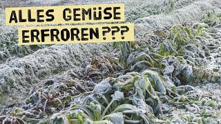 Ist dieses Gemüse erfroren oder erholt es sich wieder? Gemüsegarten bei Frost und Eis im Winter.