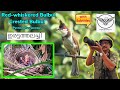 Red Whiskered Bulbul Crested Bulbul Iratta Thalachy Bulbul ഇരട്ടത്തലച്ചി �