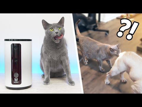 What My Russian Blue Cats and French Bulldog Do When Left Home Alone | WoPet Camera Tested