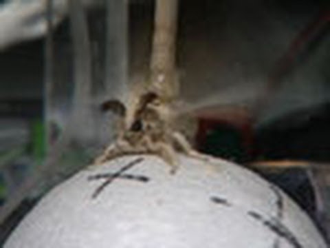 Citizen Science: スマートフォンで昆虫を狩る