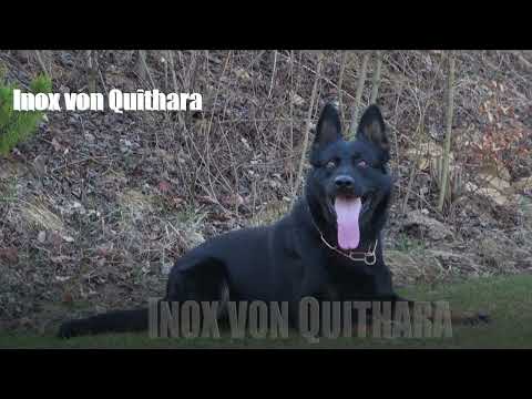 Inox von Quithara