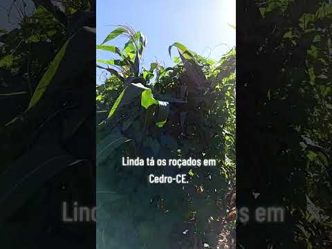 Linda tá os roçados em Cedro-CE.