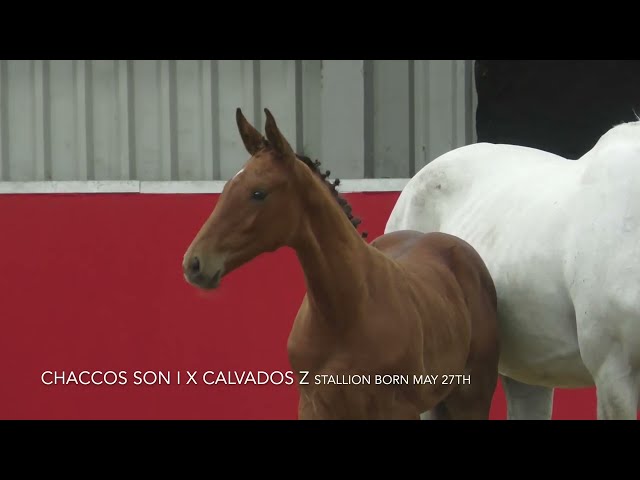 Chaccos Designer Baby