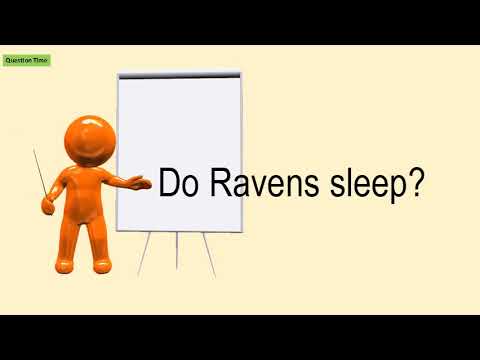 Do Ravens Sleep?